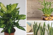 Trồng 4 loại cây này trong nhà hút tài lộc