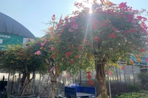 Hoa giấy ngũ sắc giá hàng trăm triệu đồng xuống phố