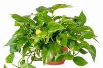 Cách chọn cây cảnh hợp mệnh sinh tiền, tài, lộc