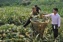 Những lù cở cao hơn đầu người ở “vương quốc” quả nghìn mắt