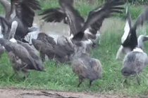 Video: Cái kết đắng dành cho kẻ dám "làm phiền" bữa ăn của "chúa sơn lâm"