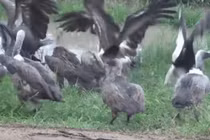 Video: Cái kết đắng dành cho kẻ dám "làm phiền" bữa ăn của "chúa sơn lâm"