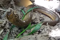 Video: Cao thủ câu lươn, kiếm tiền triệu mỗi ngày