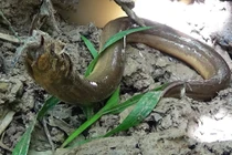 Video: Cao thủ câu lươn, kiếm tiền triệu mỗi ngày