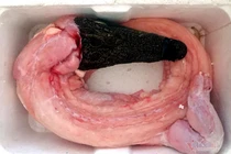 Cá sấu nguyên con rẻ như rau, nướng ăn liền ngày bán 2 tạ