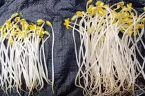 Giá đỗ có 3 dấu hiệu lạ này tuyệt đối không được mua