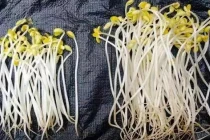 Giá đỗ có 3 dấu hiệu lạ này tuyệt đối không được mua