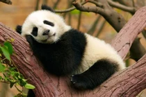 Video: Một ngày 'ngáo ngơ' của những con gấu trúc Trung Quốc