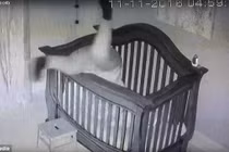 Video: Đặt cháu vào cũi, bà ngã nháo nhào thu hút 42 triệu lượt xem