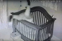 Video: Đặt cháu vào cũi, bà ngã nháo nhào thu hút 42 triệu lượt xem