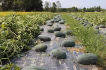 Nông dân Phú Ninh, Quảng Nam “trúng đậm” mùa dưa hấu