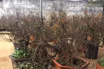 Lái xe lên núi lùng cây nhất chi mai về chơi Tết