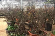 Lái xe lên núi lùng cây nhất chi mai về chơi Tết