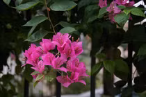 Vợ cũ lên xe hoa, chồng ôm con ứa nước mắt