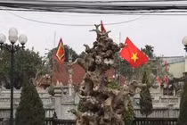 Phôi cây sanh như khúc củi khô nhưng có giá tiền tỷ 