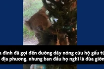 Video: Gấu túi lẻn vào núp trong cây thông Noel ở Australia