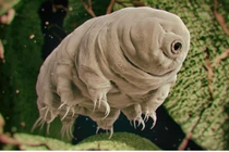 Sự thật về loài sinh vật duy nhất sống sót ngoài không gian