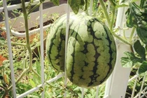 Cạn lời trước muôn kiểu mọc “éo le” của cây quả