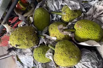 Quả lạ miền Tây: Ngoài trông như mít, trong lại giống khoai