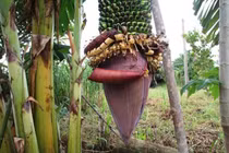 Chiêm ngưỡng buồng chuối 'lạ' hơn 100 nải