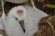 Kinh hoàng chuột hợp thành nhóm đi săn mồi, ăn não chim hải âu