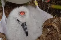 Kinh hoàng chuột hợp thành nhóm đi săn mồi, ăn não chim hải âu