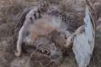 Chim cú bắt rắn, không ngờ bị con mồi phản đòn siết chết đau đớn