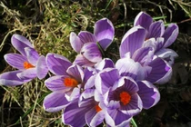 Người sinh vào 3 tháng Âm lịch này, tháng 10 tài vận đạt đỉnh