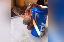 Video: Không nhịn được cười với chú tôm hút thuốc sành điệu