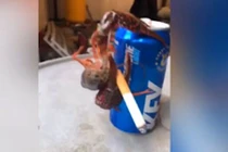 Video: Không nhịn được cười với chú tôm hút thuốc sành điệu