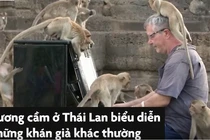 Video : Người đàn ông chơi piano cho hàng trăm con khỉ