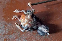 Đổ xô đi xem chú gà bí ẩn có 4 chân 2 đầu ở Sóc Trăng