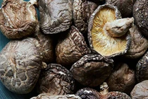 Nấm hương Nhật giá 10 triệu/kg vẫn được "săn lùng" ráo riết