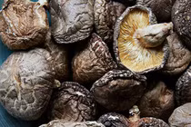 Nấm hương Nhật giá 10 triệu/kg vẫn được "săn lùng" ráo riết