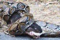 Video: Hãi hùng cảnh tượng “trăn gấm quyết tử với rắn hổ mang chúa“