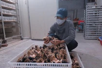 Người chăn nuôi khóc ròng vì đổ cả vạn con gà xuống ao cho cá ăn