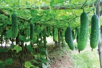 2 sai lầm tai hại khi ăn bí đao không phải ai cũng biết