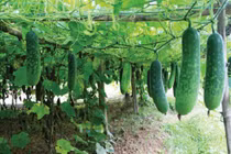 2 sai lầm tai hại khi ăn bí đao không phải ai cũng biết