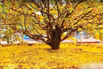 Cận cảnh cây mai hơn 2 tỷ đồng thu hút hàng nghìn người