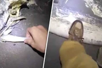 Đi dạo quanh bãi biển ban đêm, phát hiện xác sinh vật kỳ lạ