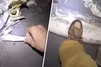 Đi dạo quanh bãi biển ban đêm, phát hiện xác sinh vật kỳ lạ