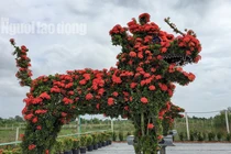 Biến cây trồng bờ rào thành kiểng "Long Quy" giá 400 triệu/cặp