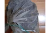 Phát hiện 50 rắn độc trong vali ở ga tàu Trung Quốc