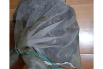 Phát hiện 50 rắn độc trong vali ở ga tàu Trung Quốc