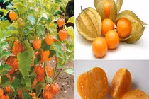 Ở Việt Nam là cỏ dại, sang Nhật được tôn như “thảo dược quý” 