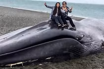 Cái kết thảm của cá voi xanh khổng lồ dài 20m dạt bờ biển Chile