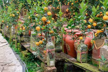 Độc đáo quất bonsai "ẩn mình" trong chai thủy tinh được săn đón