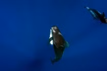 Video: Con chết, cá voi mẹ hành động khiến người xem phát khóc