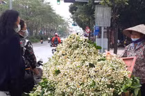 Chủ sạp bỏ quả bán hàng chục cân hoa bưởi, thu tiền triệu mỗi ngày