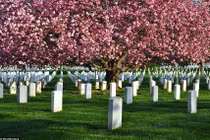 Dự luật lạ: Washington cho phép dùng xác người làm phân bón